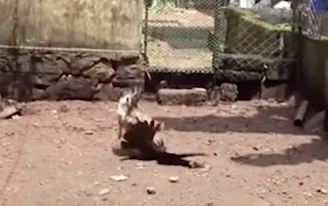 Con quạ bị gà mẹ mổ liên tục (ảnh cắt từ clip).