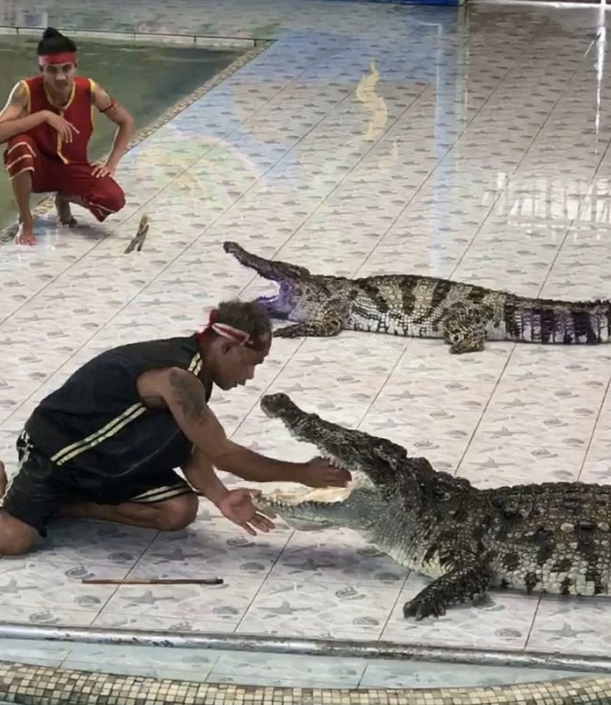 cá sấu