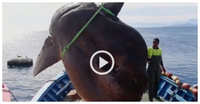 Video: Ngư dân bắt được cá mặt trời khổng lồ nặng 2 tấn