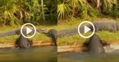 Video: Vì quá béo, cá sấu mãi vẫn không thể trèo được lên bờ