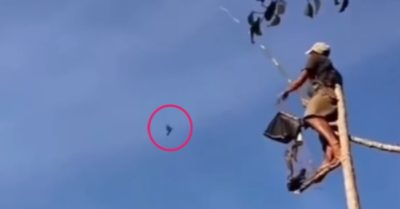 Video: Độc đáo cách câu chim mới nhất khiến dân mạng ‘dậy sóng’