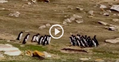 Video: Màn chào hỏi dễ thương giữa 2 bầy chim cánh cụt gặp nhau trên đường