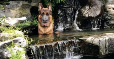 Chủ nhà ‘tá hỏa’ khi thấy chó Becgie ngồi tắm mát trong hồ cá