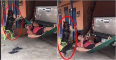 Clip: Chó Husky đưa võng cho chủ nằm bấm điện thoại