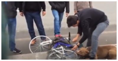 Video: Chó cưng quyết gặm lốp xe đạp của người qua đường