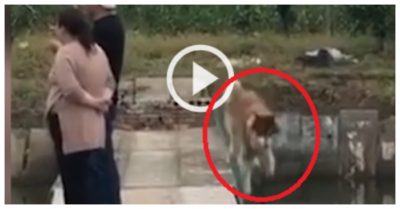 Clip: Chó Husky rơi xuống hồ nước vì mải hóng hớt