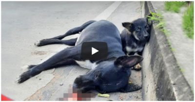 Video: Chú chó nhỏ khép nép bên xác chó mẹ đã mất khi băng qua đường