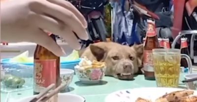 Clip: Chó cưng ngăn khách ‘phá mồi’ khi vắng chủ