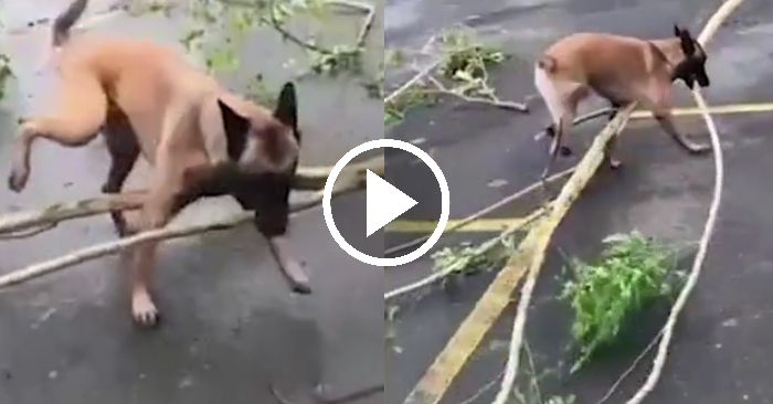 Video: Chú chó thông minh giúp chủ dọn cây đổ trên đường sau bão