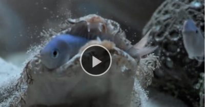 Video: Cá mập thảm quái dị có thể mở rộng hàm tạo ra cú cắn khủng khiếp