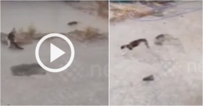 Video: Con chuột hung hăng đuổi mèo chạy té khói