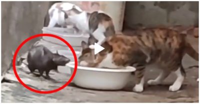 Video: Chuột không sợ còn ngang nhiên cướp bữa ăn của mèo
