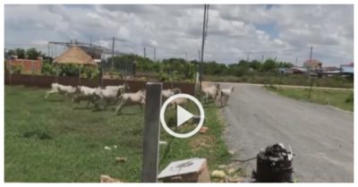 Video: Thanh niên dùng loa phát tiếng sư tử để đuổi đàn bò nhà hàng xóm