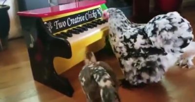 Video: Gà mẹ trổ tài đánh đàn piano điêu luyện trước mặt đàn con