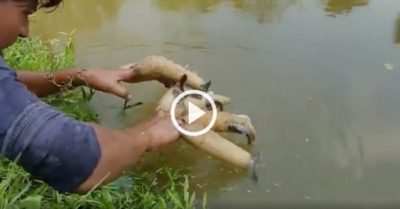 Video: Thanh niên bẫy cá bằng nhiều quả mướp già