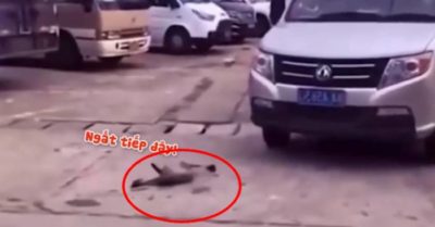 Video: Ngỗng lăn ra giữa đường ăn vạ tài xế ô tô