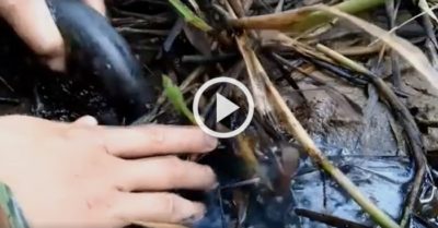 Video: Nam thanh niên với thú vui ‘nhặt’ cá lóc mắc cạn ở miền Tây