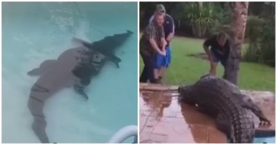 Video: Cá sấu khổng lồ mò vào bể bơi nhà dân thư giãn ké