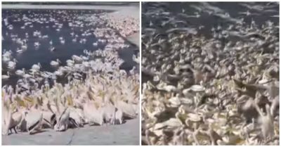 Video: Gần 50.000 con bồ nông sà xuống hồ kiếm ăn