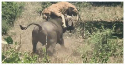 Video: Đang nằm ngủ, sư tử bị trâu rừng hất tung người