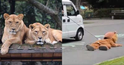 Clip: Sư tử thật nằm xem sư tử giả sổng chuồng