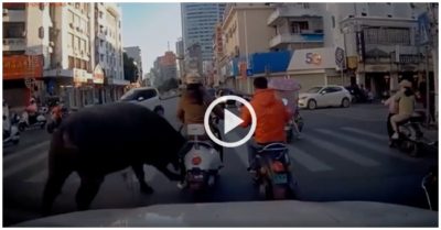 Video: Con trâu lạ lao tới húc người phụ nữ giữa đường rồi chạy mất