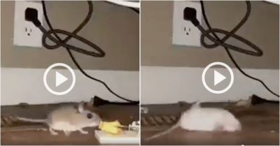 Video: Chuột lăn nhiều vòng ăn vạ khi suýt sập bẫy