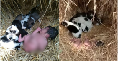 Bị bỏ rơi, bé sơ sinh sống sót nhờ được đàn chó ủ ấm trong đêm lạnh