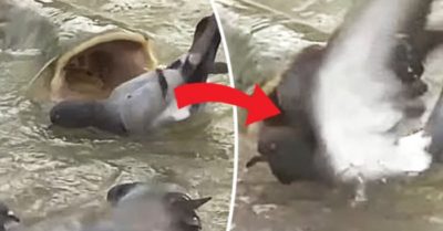 Video: Cá trê dài 2,5m tiến tới nuốt chửng bồ câu chỉ bằng cú đớp chớp nhoáng