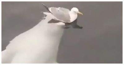 Video: Cá heo đùa giỡn ‘cắn yêu’ chim hải âu