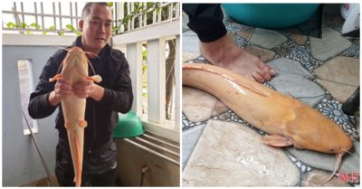 Video: Tát ao, bắt được cá trê vàng