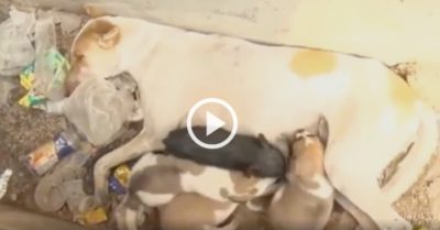 Video: Lợn con lạc mẹ được chó hoang chăm sóc, cho bú sữa