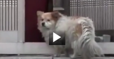 Chú chó vẫn cứ đứng đầu ngõ chờ đợi chủ quay về suốt 3 năm