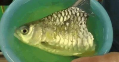 Video: Con cá bị mất nửa thân vẫn sống sót suốt 6 tháng