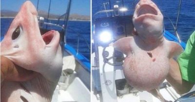 Câu được sinh vật màu hồng kỳ lạ trên biển, cả thuyền thả đi vì lo gặp nguy hiểm