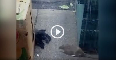 Video: Con mèo bỏ chạy khi chuột tới gần