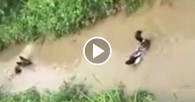 Video: Chó trở nên ngẩn ngơ khi gặp phải con vịt nhây