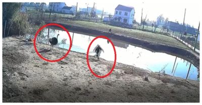 Video: Đà điểu ra sức tấn công người lạ đột nhập vào ao cá