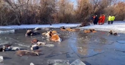 Video: Dùng dây thừng giải cứu đàn bò lạnh cóng mắc kẹt dưới hồ băng