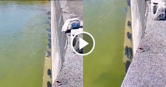 Video: Đàn cá xếp hàng nối đuôi nhau bơi dọc theo bờ
