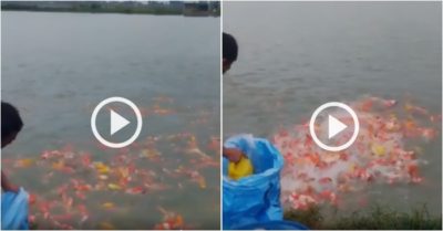 Video: Đàn cá nhiều màu xuất hiện khi nghe tiếng gõ