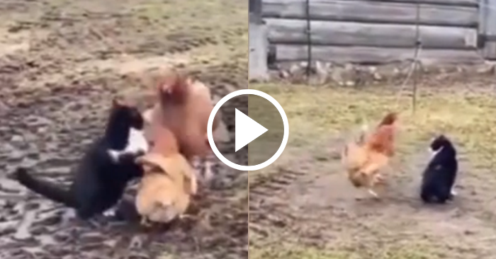 Video: Mèo bỏ chạy vì bị 2 con gà mái "đánh"