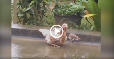 Video: Gà mẹ gập chân khi đi vì sợ gà con ngã