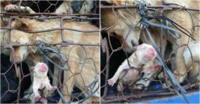 Bức ảnh chó mẹ sinh con trong lồng sắt khi đang trên đường đến lò mổ gây ‘bão’