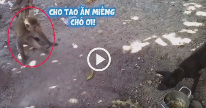 Video: Con khỉ tinh ranh phá bữa ăn của cún