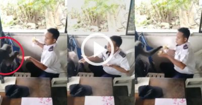 Video: Khỉ bất ngờ xuất hiện cưỡng chế ‘vay’ chuối của anh bảo vệ