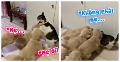 Video: Mèo khốn khổ vì đàn chó con nhầm tưởng là mẹ