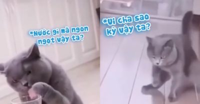 Video: Mèo uống nhầm ly rượu đứng không vững, bước đi xiêu vẹo