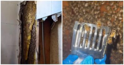 Phát hoảng với 80.000 con ong làm tổ trong tường nhà