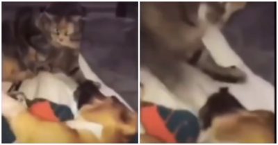 Video: Chó cưng bị mèo tung liên hoàn tát